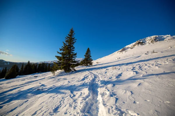 Uma Bela Vista Campo Nevado Com Árvores Dia Ensolarado — Fotografia de Stock