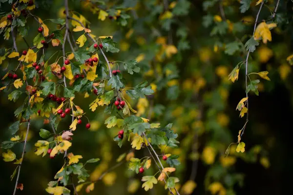 Closeup Berry Plant Branch Dark Red Fruits Blurry Green Background — Stock Photo, Image