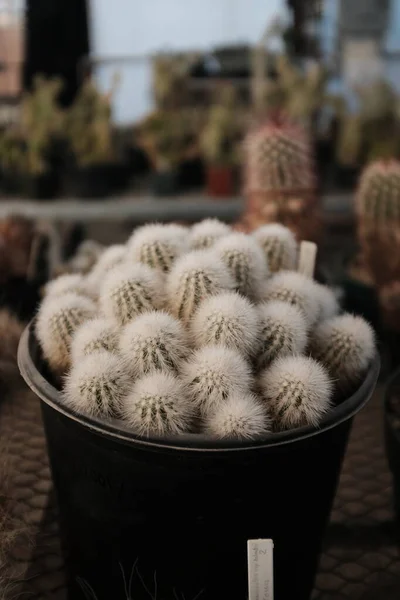 Primo Piano Cactus All Interno Una Serra Nel Texas Occidentale — Foto Stock