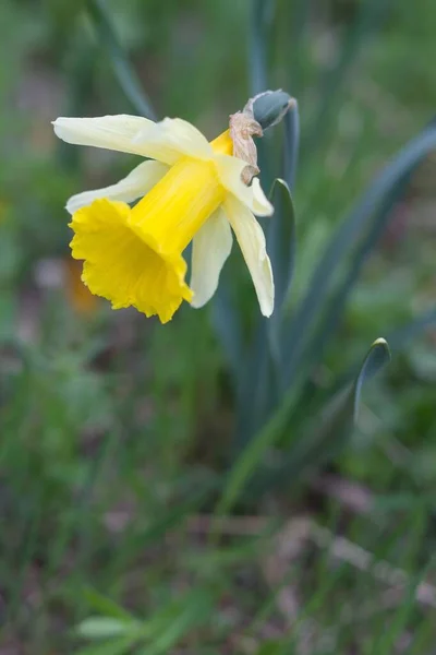 Een Verticaal Shot Van Bloeiende Gele Narcissen Geïsoleerd Wazige Achtergrond — Stockfoto