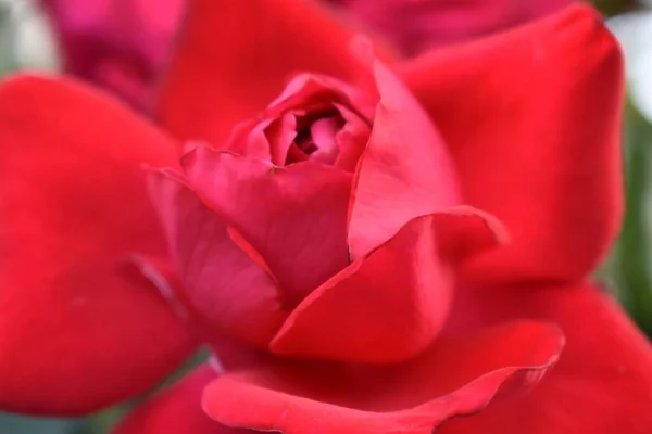 Eine Nahaufnahme Einer Roten Garden Rose Detail — Stockfoto