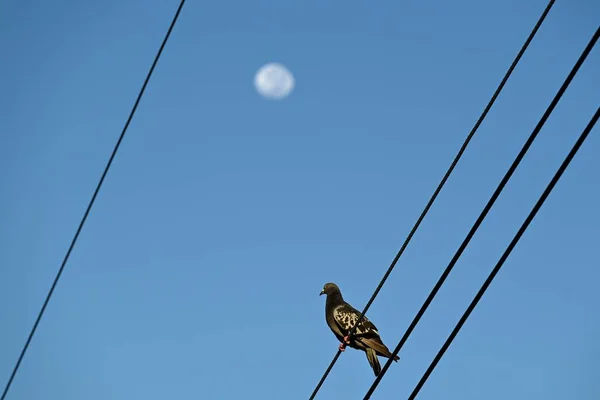 Tiro Ângulo Baixo Pombo Ponto Alado Preto Empoleirado Fio Elétrico — Fotografia de Stock