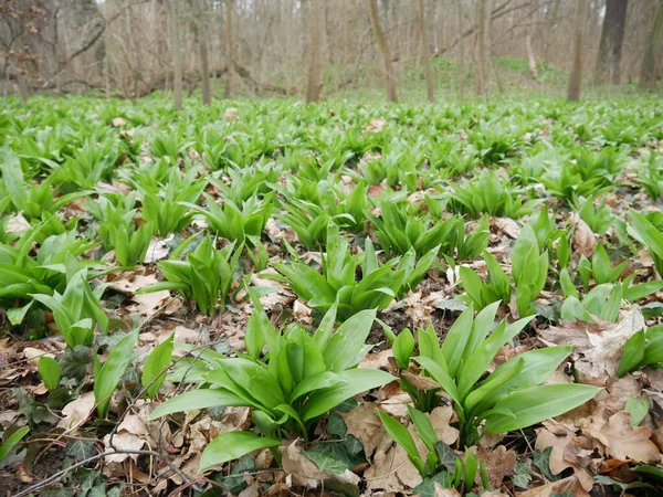 Field Young Green Wood Garlic Breaking Old Leaves — Stock Photo, Image