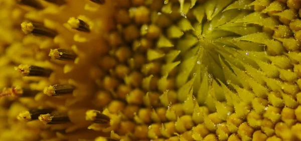 Sarı ayçiçeğinin kesimini kapat