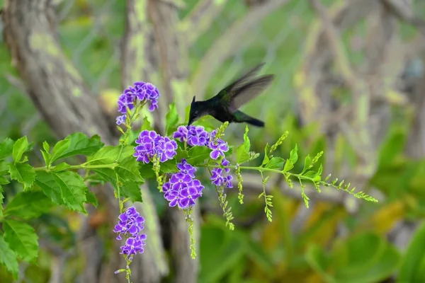 Неглубокий Фокус Черного Антильского Хохлатого Колибри Поедающего Фиолетовый Duranta Erecta — стоковое фото