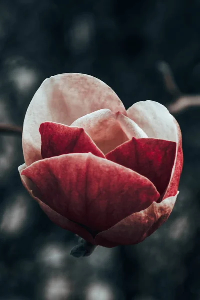 Eine Vertikale Aufnahme Einer Magnolie Auf Dem Verschwommenen Hintergrund Lasi — Stockfoto