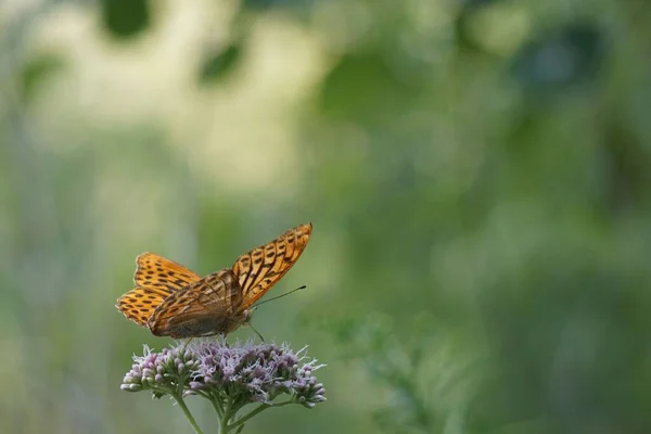 Den Silvertvättade Fritillariet Argynnis Paphia Uppflugen Blomman — Stockfoto