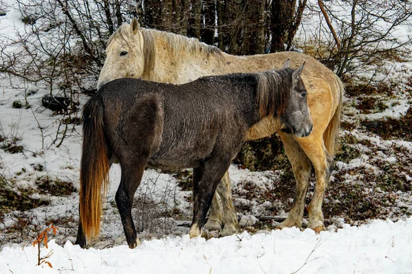 Couple White Black Horses Snowy Field Countryside — Stock Photo, Image