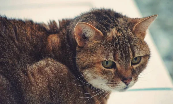 Closeup Shot Tabby Cat Black Ginger Colors Green Eyes Looking — Stock Photo, Image