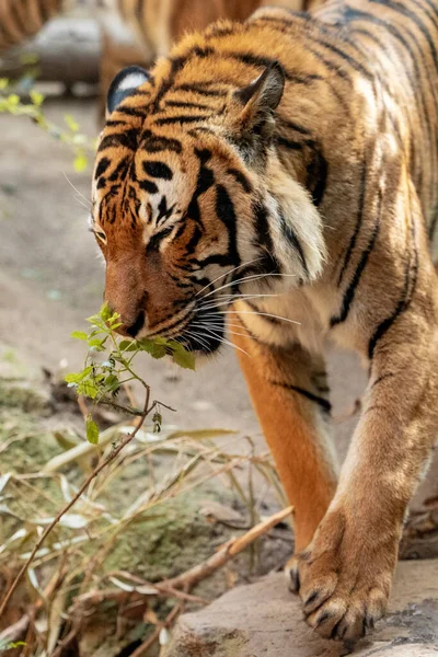 Närbild Vacker Tiger Som Luktar Grön Växt Sin Inhägnad Zoo — Stockfoto