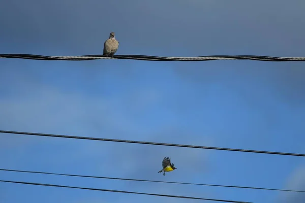 Pigeon Sitting Wire Tit Flying Sky — Stok fotoğraf