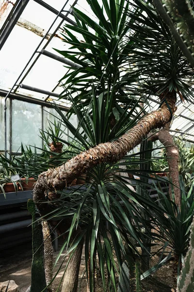 Gros Plan Vertical Des Plantes Tropicales Dans Jardin Botanique Iasi — Photo