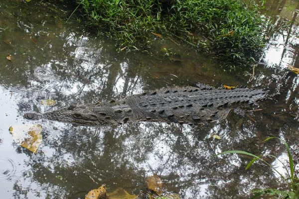 Alligatore Che Nuota Uno Stagno Una Giornata Sole — Foto Stock