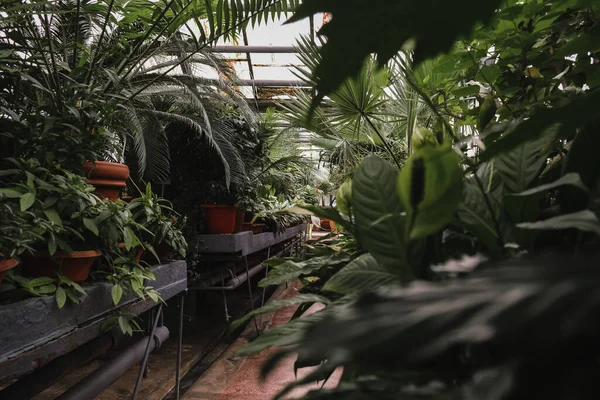 Interno Dell Orto Botanico Iasi Romania — Foto Stock