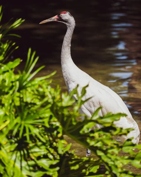 American Crane Bird Plants — Stock Photo, Image