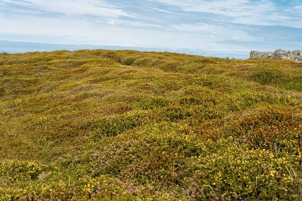 Een Groen Veld Met Blauwe Bewolkte Lucht Achtergrond — Stockfoto