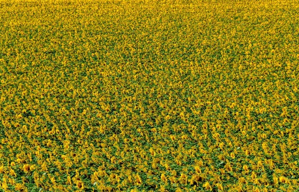 Beautiful View Growing Sunflowers Helianthus Annuus Huge Field Auvergne Rhone — Stock Photo, Image