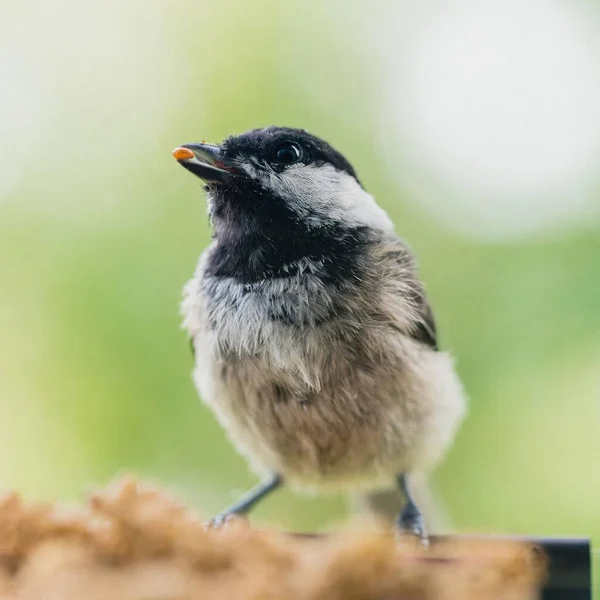 Enfoque Selectivo Pollito Gorra Negra Con Grano Pequeño Pico — Foto de Stock