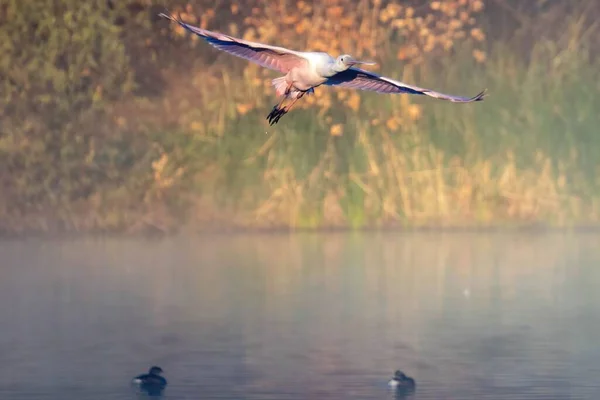 Flying Heron Lake — Stock Photo, Image