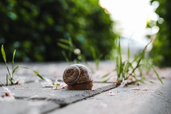 Close Shot Brown Snail Ground Blurred Background — Stock Photo, Image