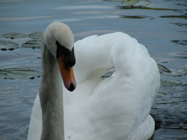 Primo Piano Grazioso Cigno Che Galleggia Nel Lago — Foto Stock