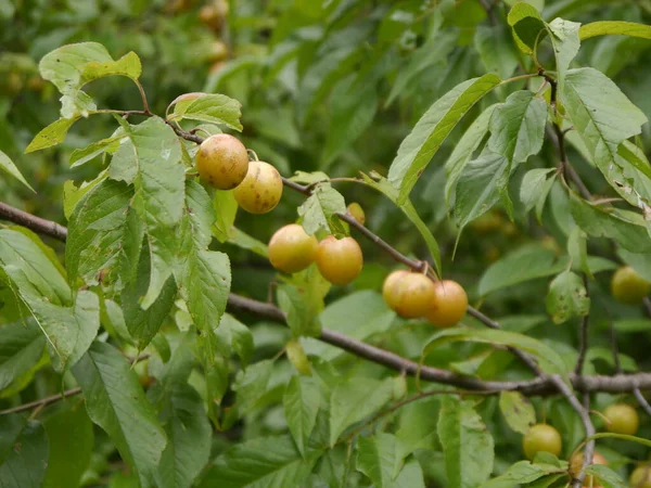 Cerezo Silvestre Con Cerezas Amarillas Jardín Missouri — Foto de Stock