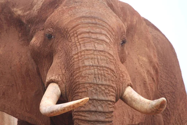 Zbliżenie Ujęcia Szczegółów Twarzy Słonia — Zdjęcie stockowe