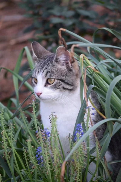 Een Verticaal Schot Van Een Schattige Kat Zittend Het Gras — Stockfoto