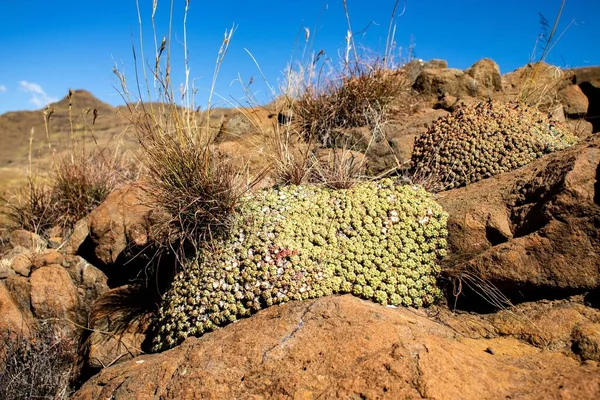 在蓝天的映衬下 生长在岩石中间的劳丽亚植物和布特卢亚木本植物 — 图库照片