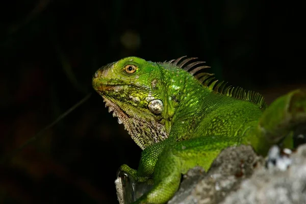 Una Hermosa Foto Una Iguana Verde —  Fotos de Stock