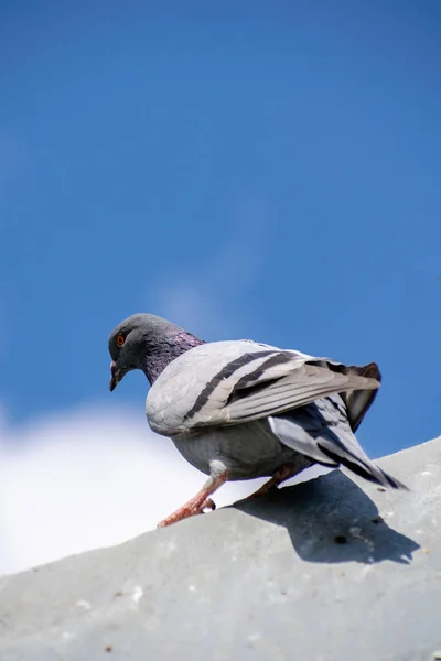 Eine Vertikale Flache Aufnahme Einer Grauen Taube Einer Wand Mit — Stockfoto
