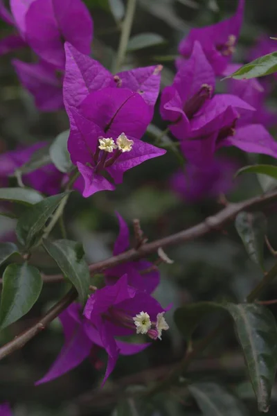Μια Κάθετη Κοντινή Φωτογραφία Από Λουλούδια Bougainvillea Glabra — Φωτογραφία Αρχείου