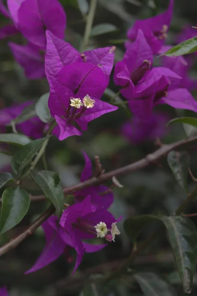 Gros Plan Vertical Fleurs Bougainvillea Glabra — Photo