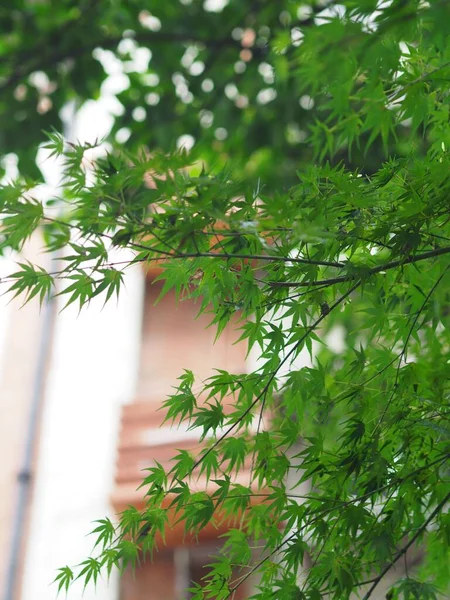 A vertical view of a residential building through fresh green maple leaves on spring day
