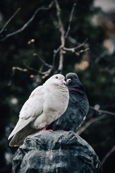 Bir Heykelin Tepesinde Duran Bir Çift Siyah Beyaz Güvercinin Dikey — Stok fotoğraf