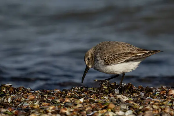 Une Pelle Solitaire Recherche Nourriture Sur Plage Rocheuse — Photo