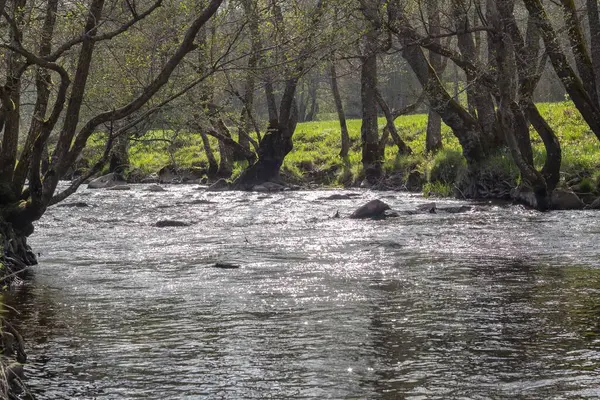 Une Vue Aérienne Rivière Qui Coule Entourée Arbres Croissance — Photo