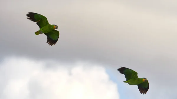 Two parrots flying high in the sky in a cloudy day.