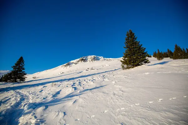 Una Hermosa Vista Campo Nevado Con Árboles Día Soleado —  Fotos de Stock