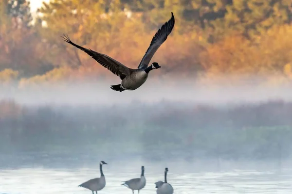 秋の日に飛ぶアヒル — ストック写真