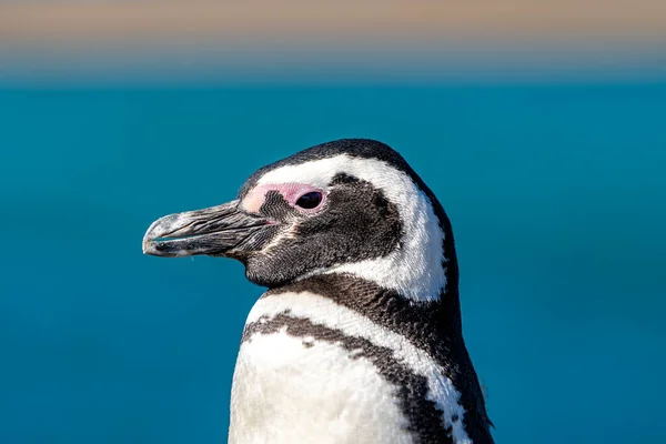Closeup Humboldt Penguin Shore — Stock Photo, Image