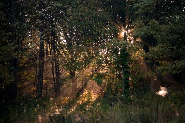 陽射しが差し込む森の絶景 — ストック写真