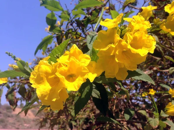 Sarı Tecoma Doğa Bahçesinde Çiçek Açıyor Güneş Işığında Sarı Trompet — Stok fotoğraf