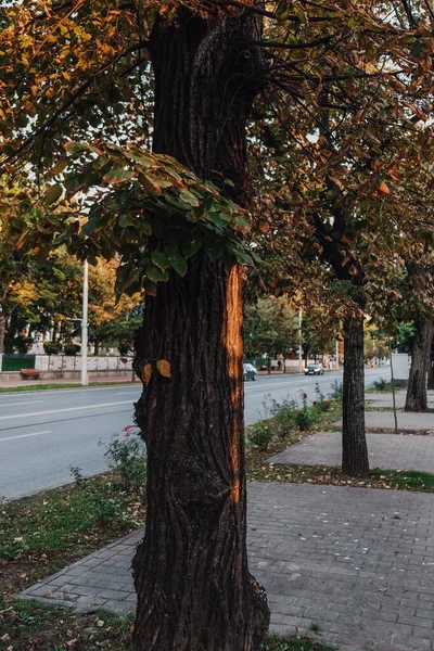 Tiro Vertical Uma Árvore Com Folhagem Verde Rua — Fotografia de Stock