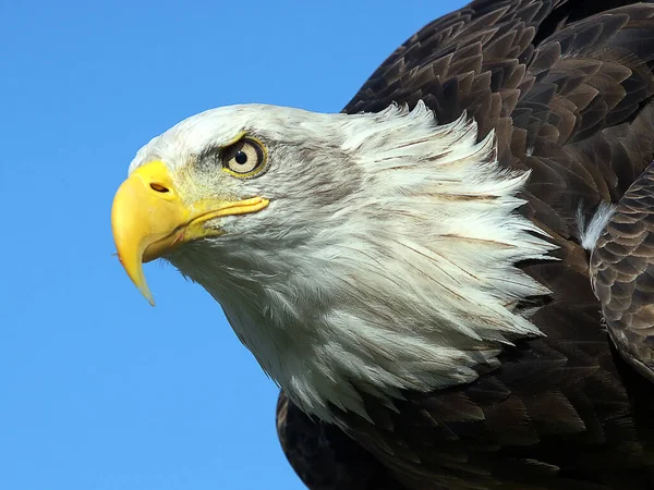 Closeup Bald Eagle Soaring Blue Sky — Stock Photo, Image