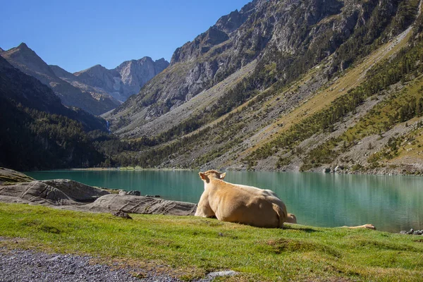 Корова Лежить Біля Озера Гобе Франції — стокове фото