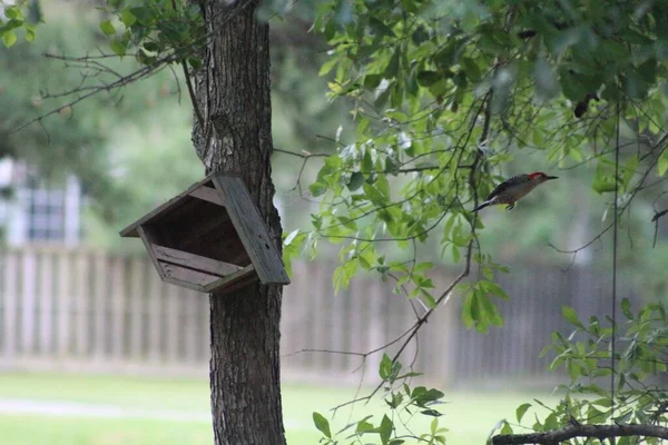 Bird Flying Wooden House Tree Trunk — Stock Photo, Image