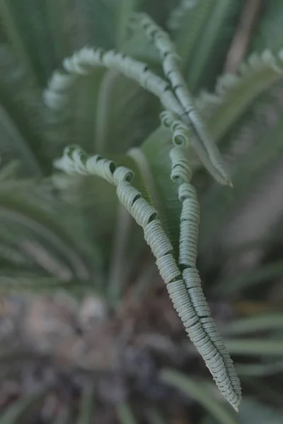 Eine Vertikale Selektive Fokusaufnahme Tropischer Pflanzenblätter — Stockfoto