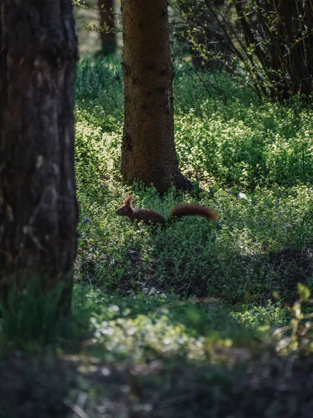 Tiro Vertical Esquilo Cinza Oriental Floresta Lasi Romênia — Fotografia de Stock