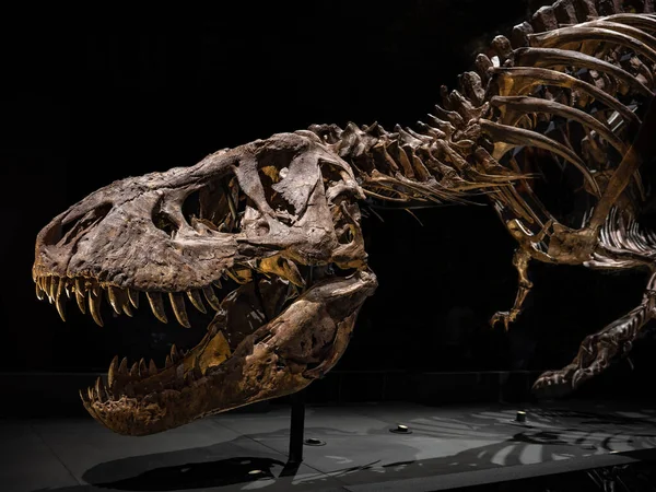 Esqueleto Tyrannosaurus Rex Museu Nacional Antiguidades Leiden Países Baixos — Fotografia de Stock